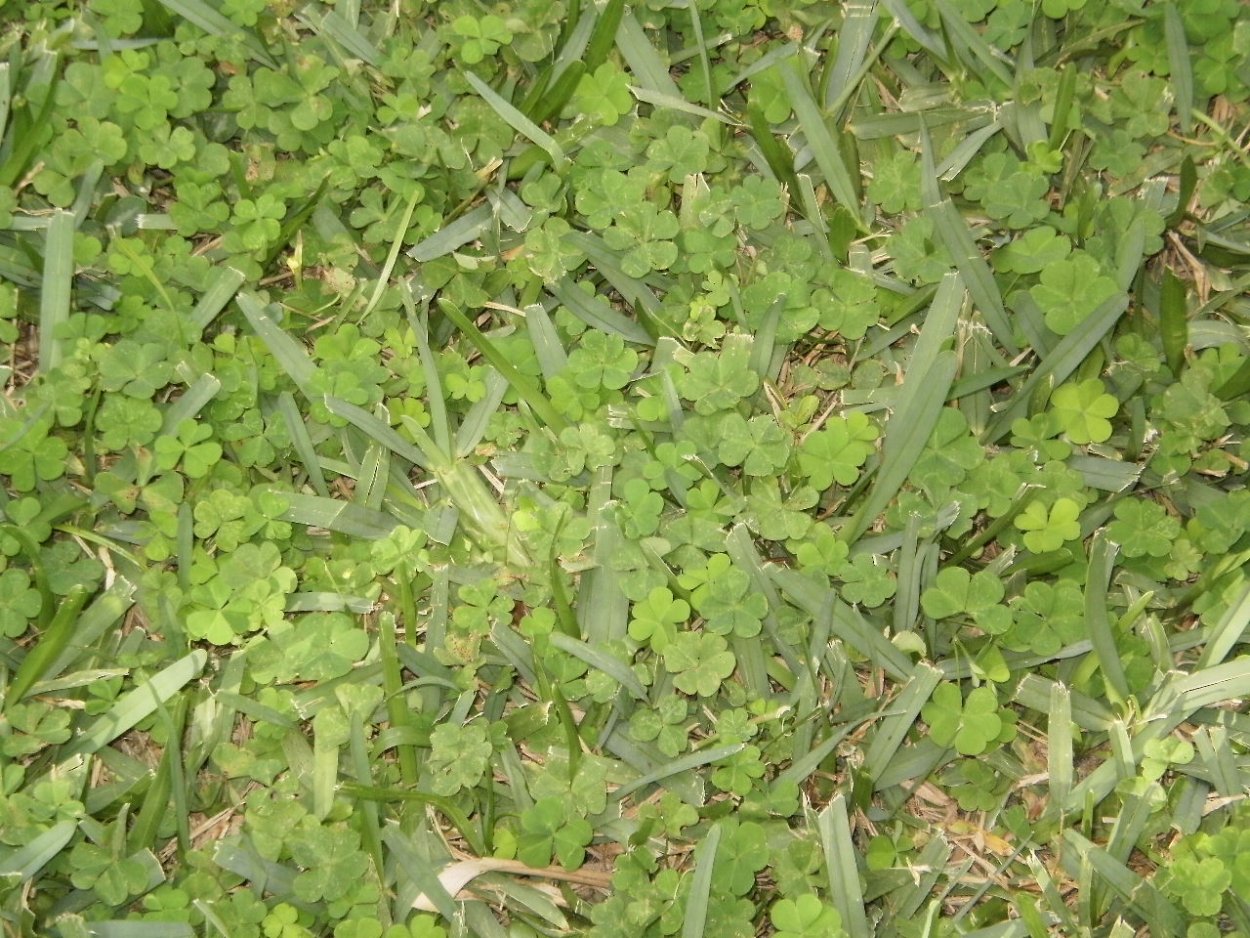 Сорняк ползучий полевой