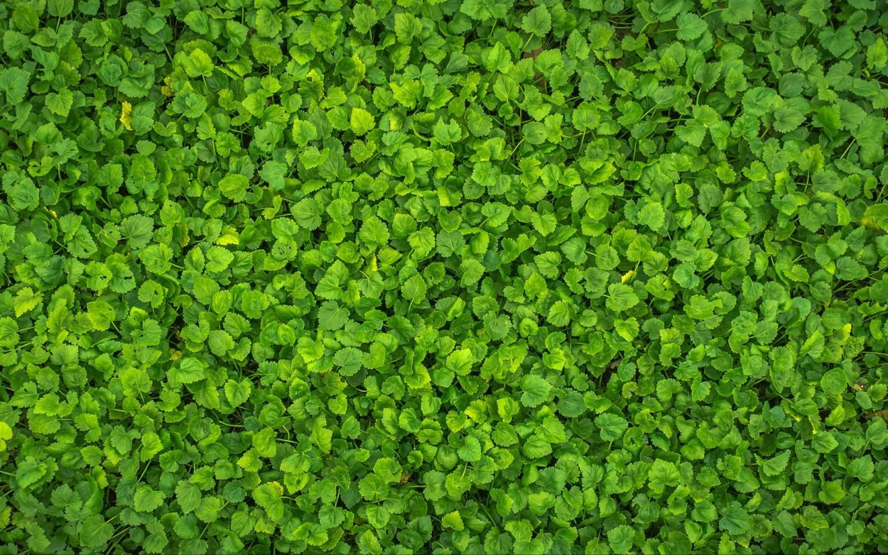 Мелкая трава