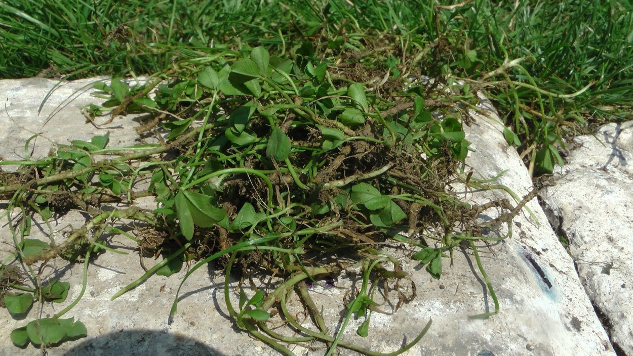 Клевер ползучий всходы