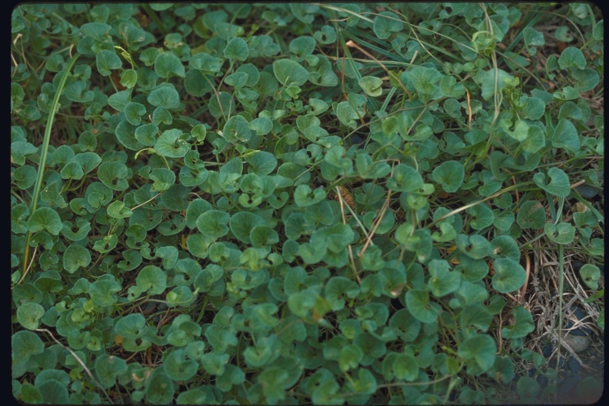 Крестовка ползучая сорняк