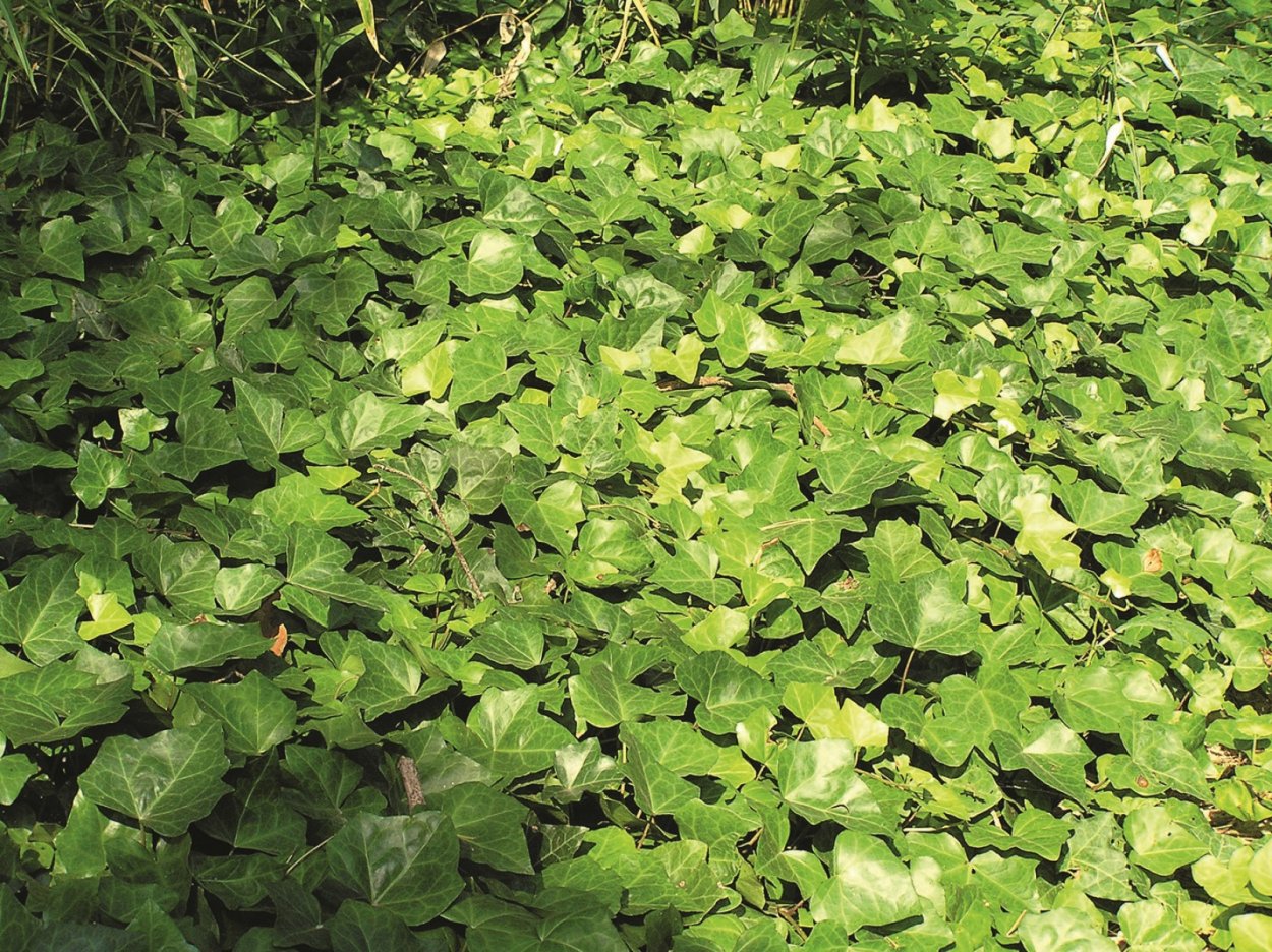 Плющ сорное растение