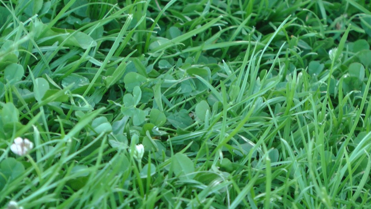 Белый Клевер для газона овсяница