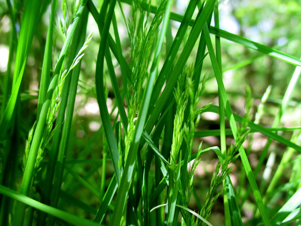 Трава с длинными узкими листьями
