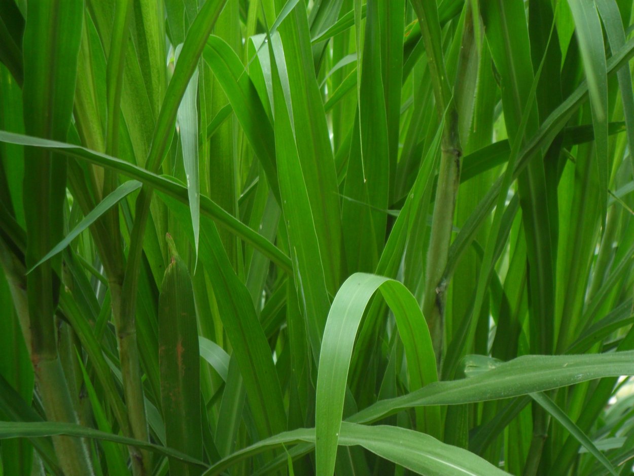 Длинная трава