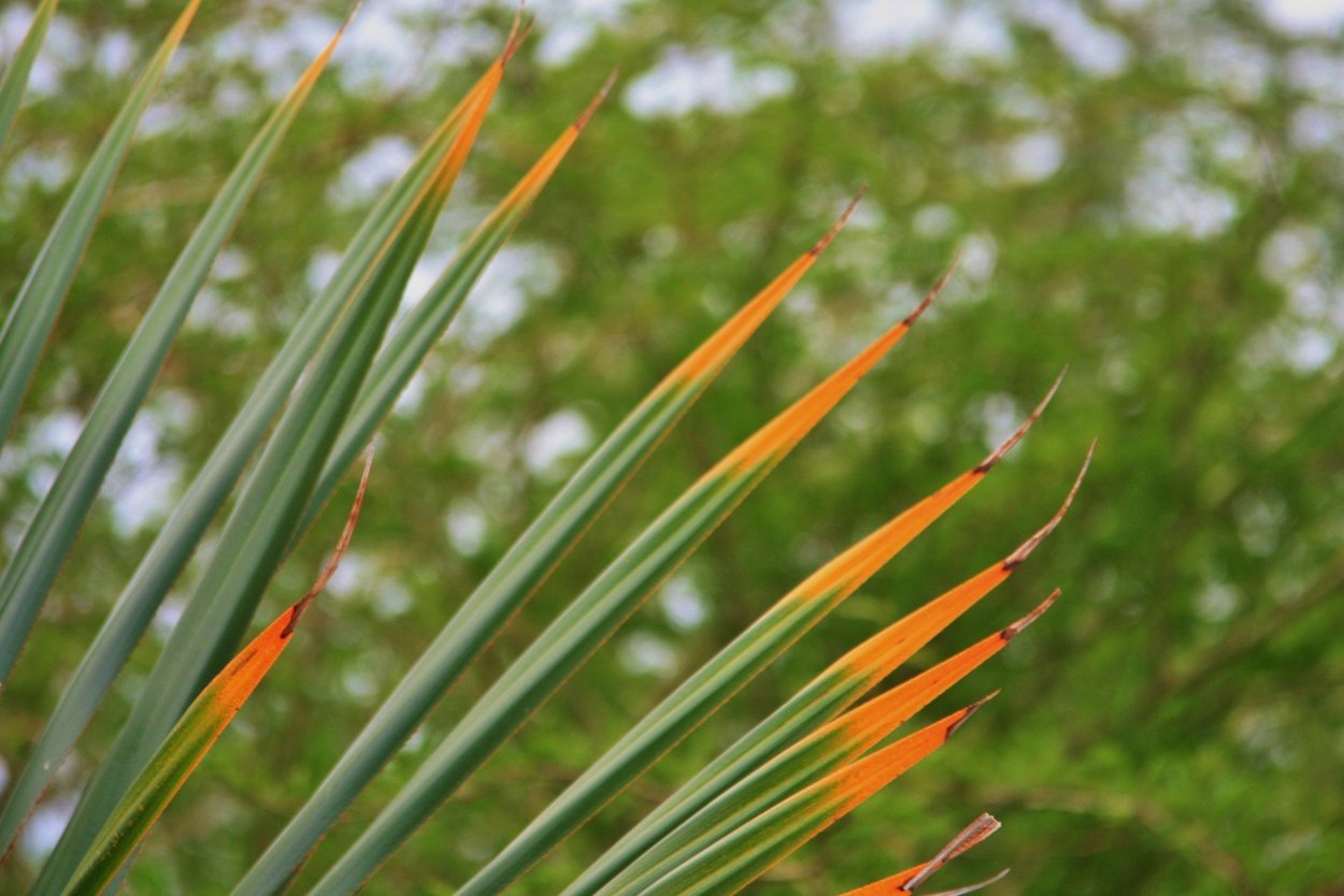 Трава с длинными листьями