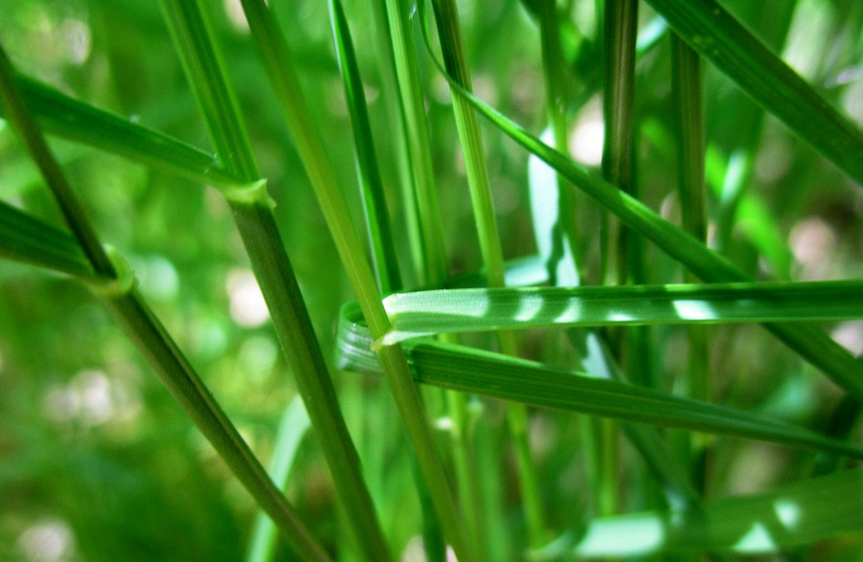 Высокая трава с длинными листьями