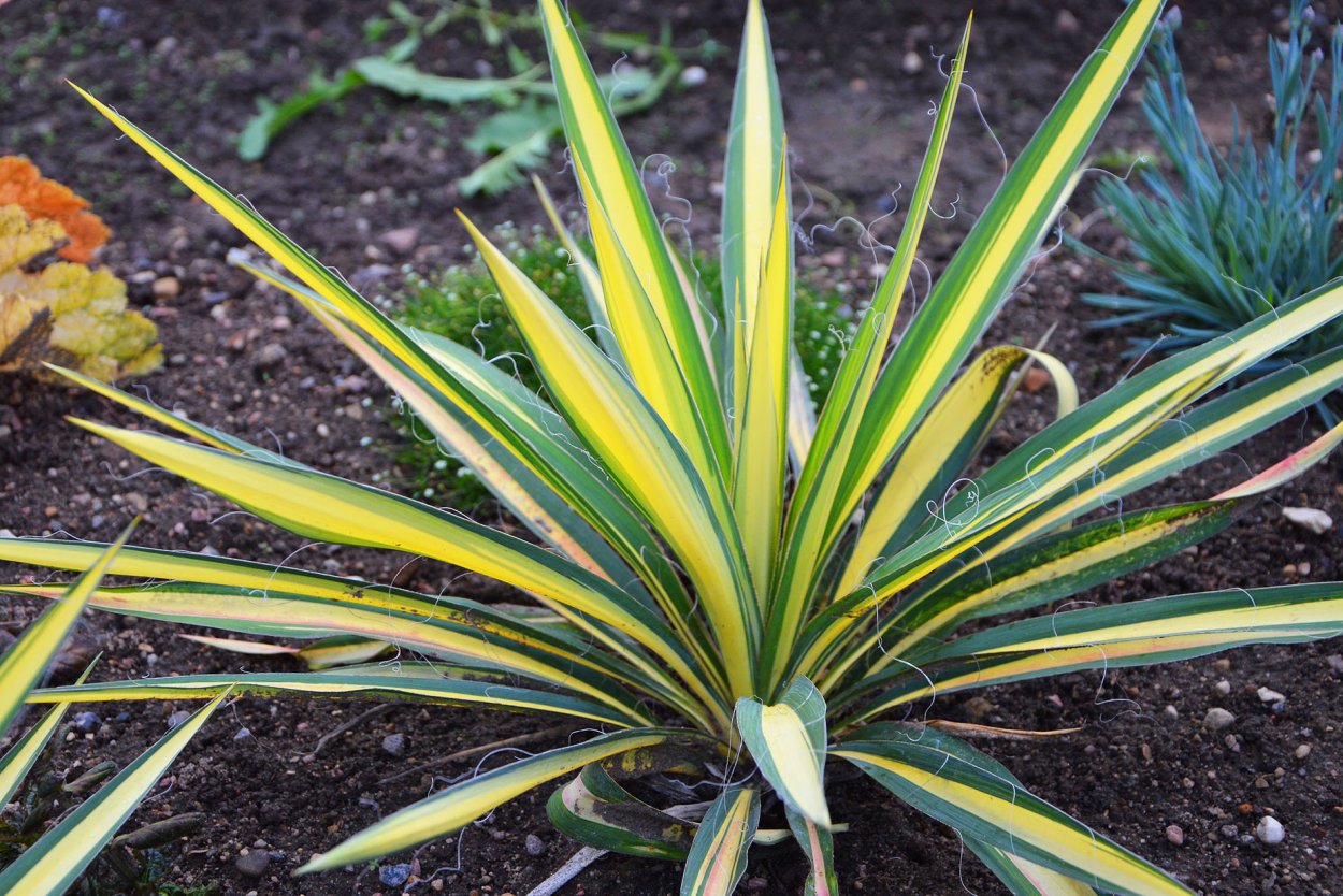 Юкка нитчатая (Yucca)