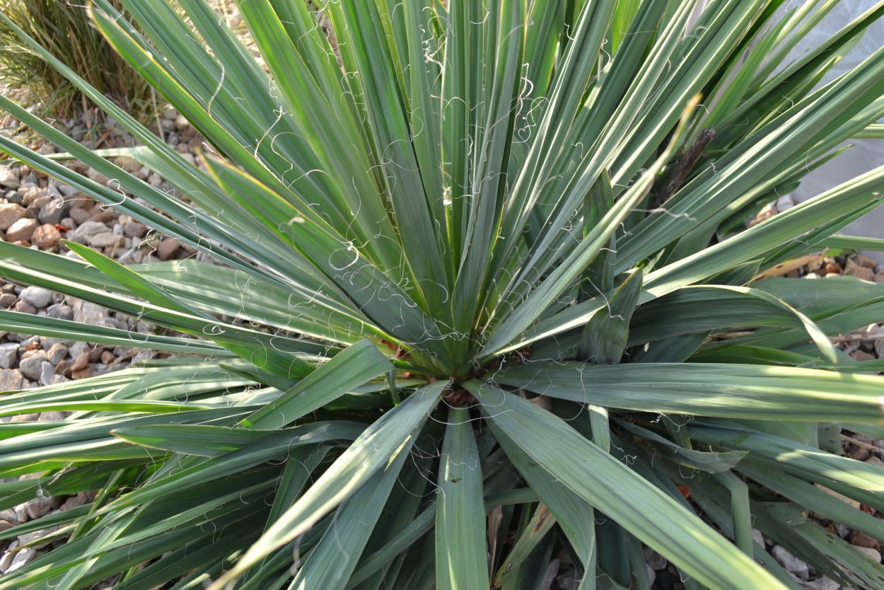 Юкка Yucca filamentosa