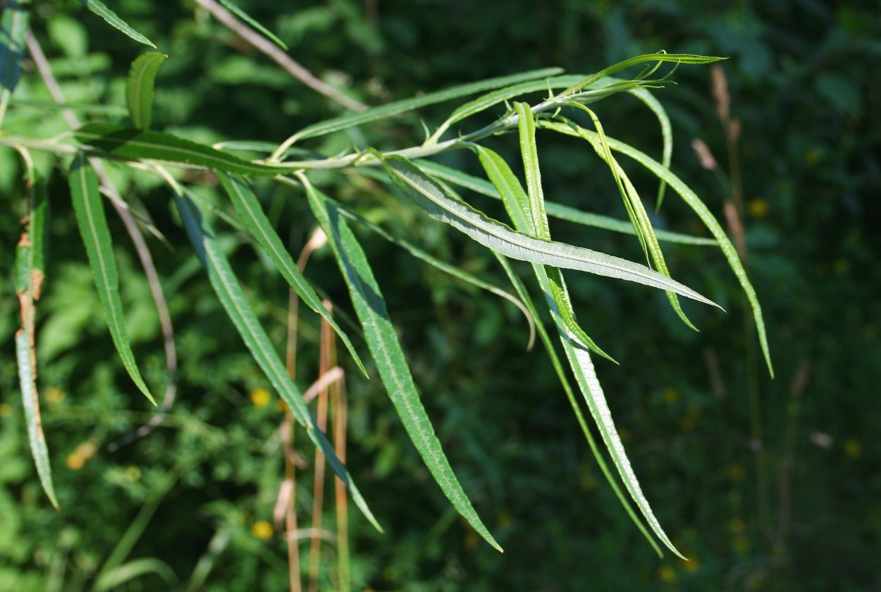 Ива прутовидная