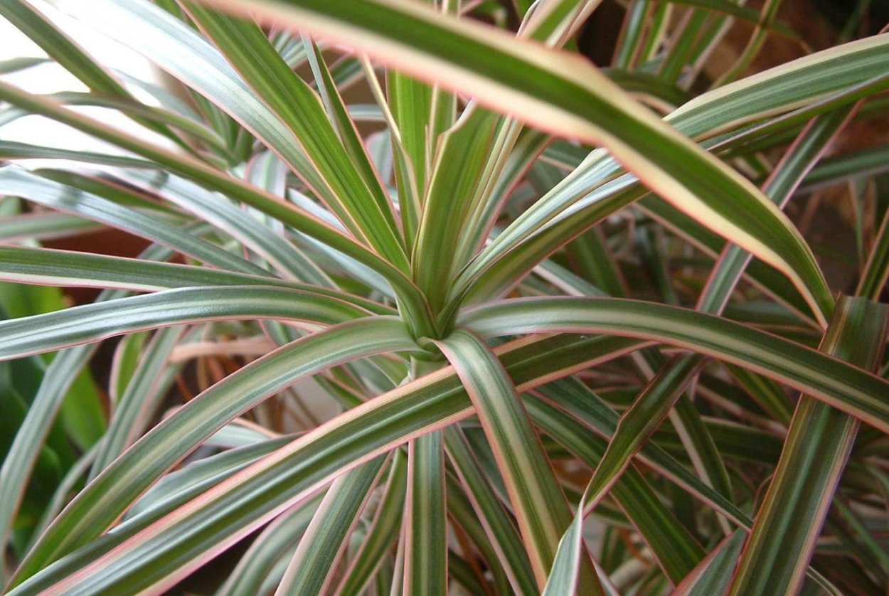 Драцена окаймлённая Триколор