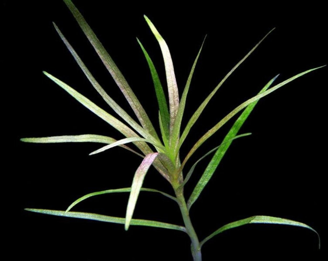 Бликса альтернифолия