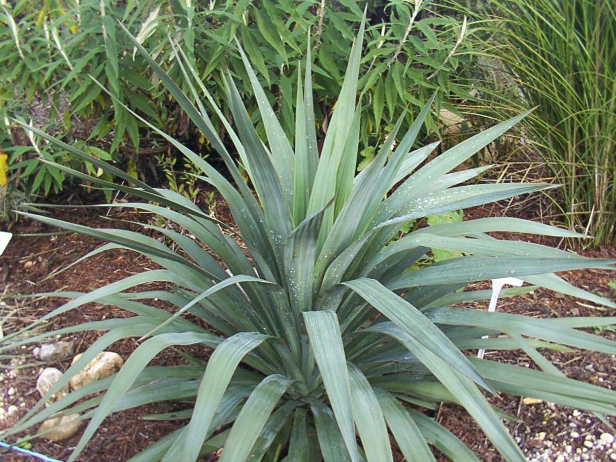 Юкка отвороченнолистная (Yucca recurvifolia)