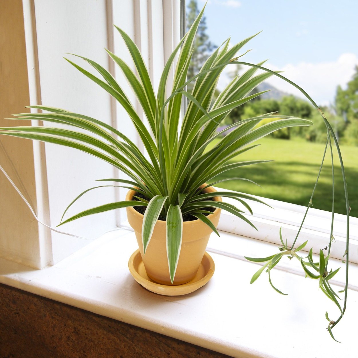 Хлорофитум хохлатый Chlorophytum comosum