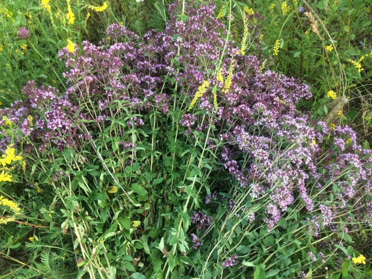 Тимьян веточка