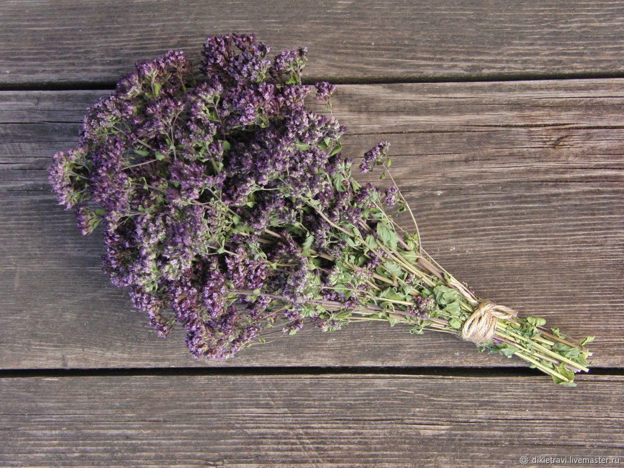 Thymus vulgaris (common Thyme)