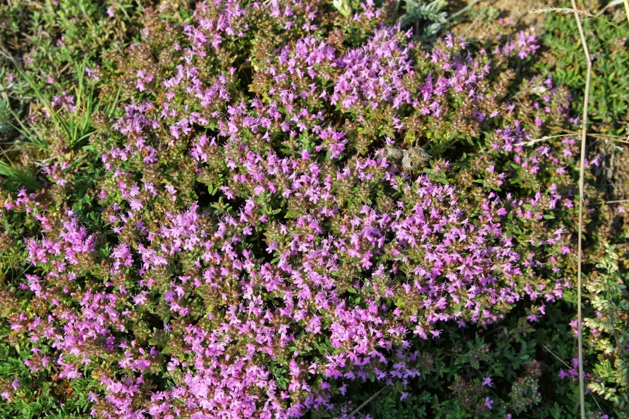 Тимьян сахарный