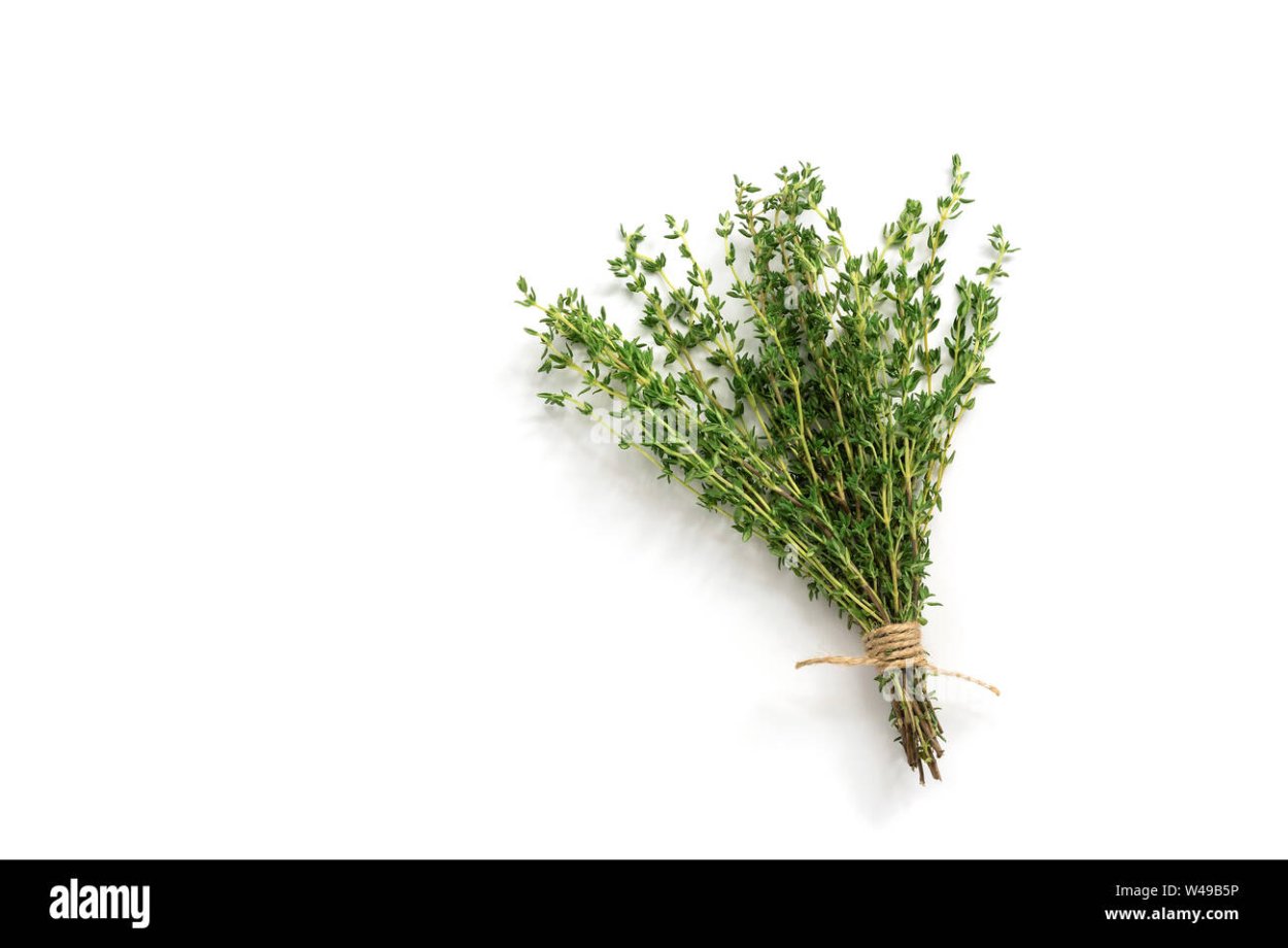 Тимьян вид сверху