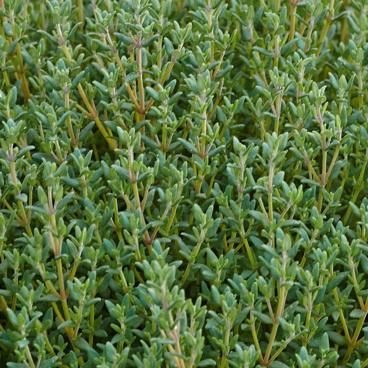 Тимьян Фредо