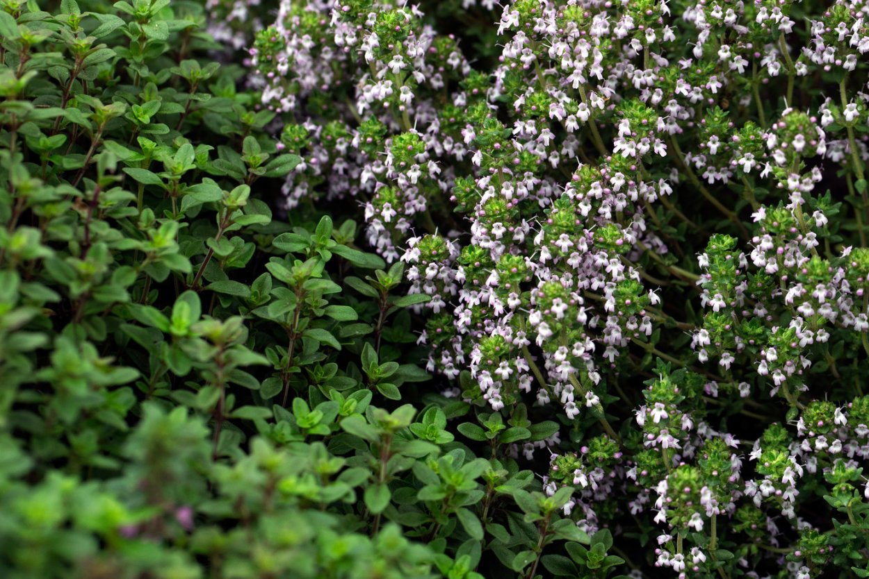 Тимьян холмовый