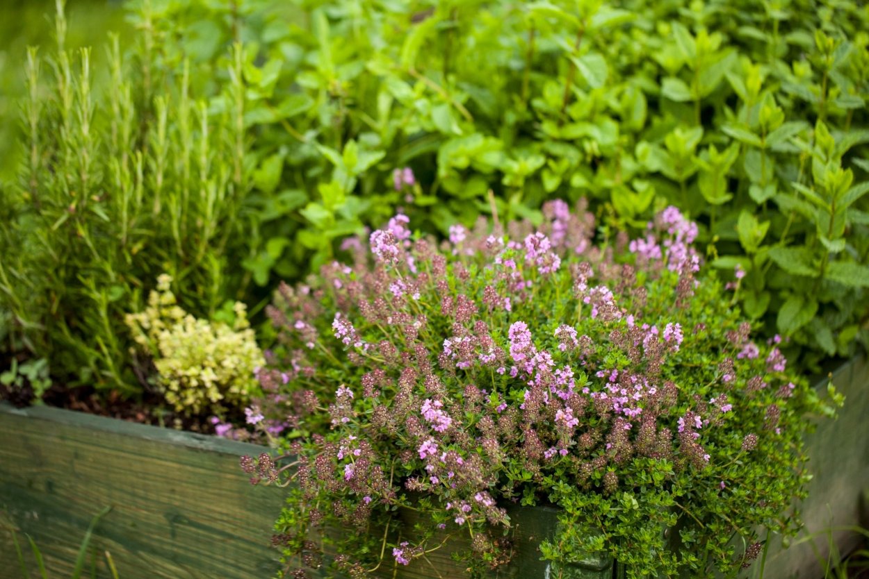 Запах чабреца