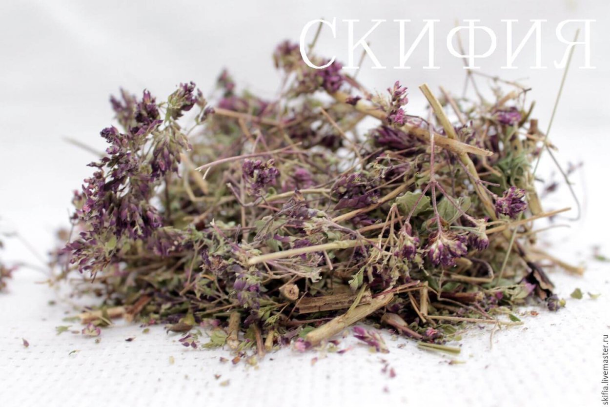 Тимьян обыкновенный (ползучий)