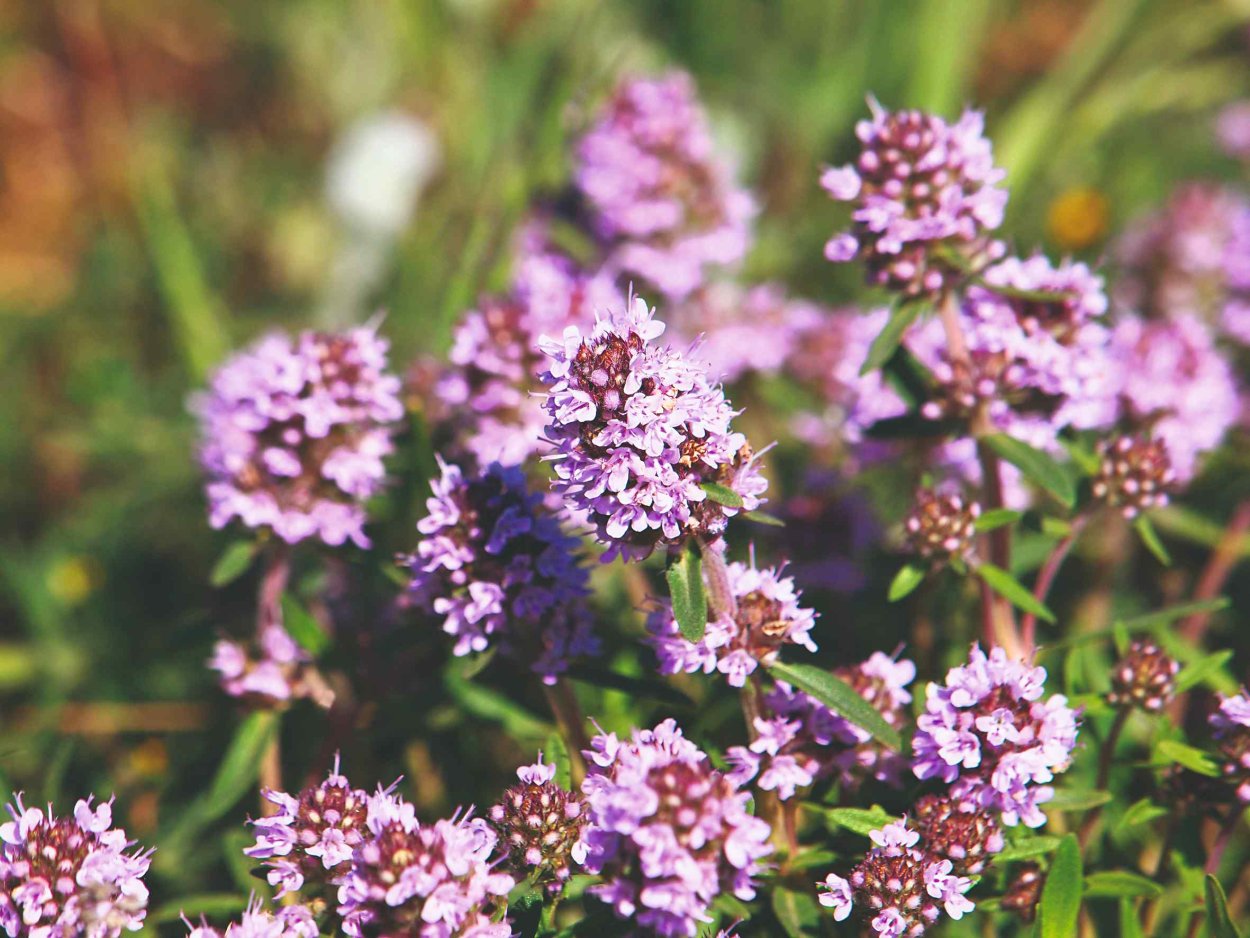 Тимьян Сибирский