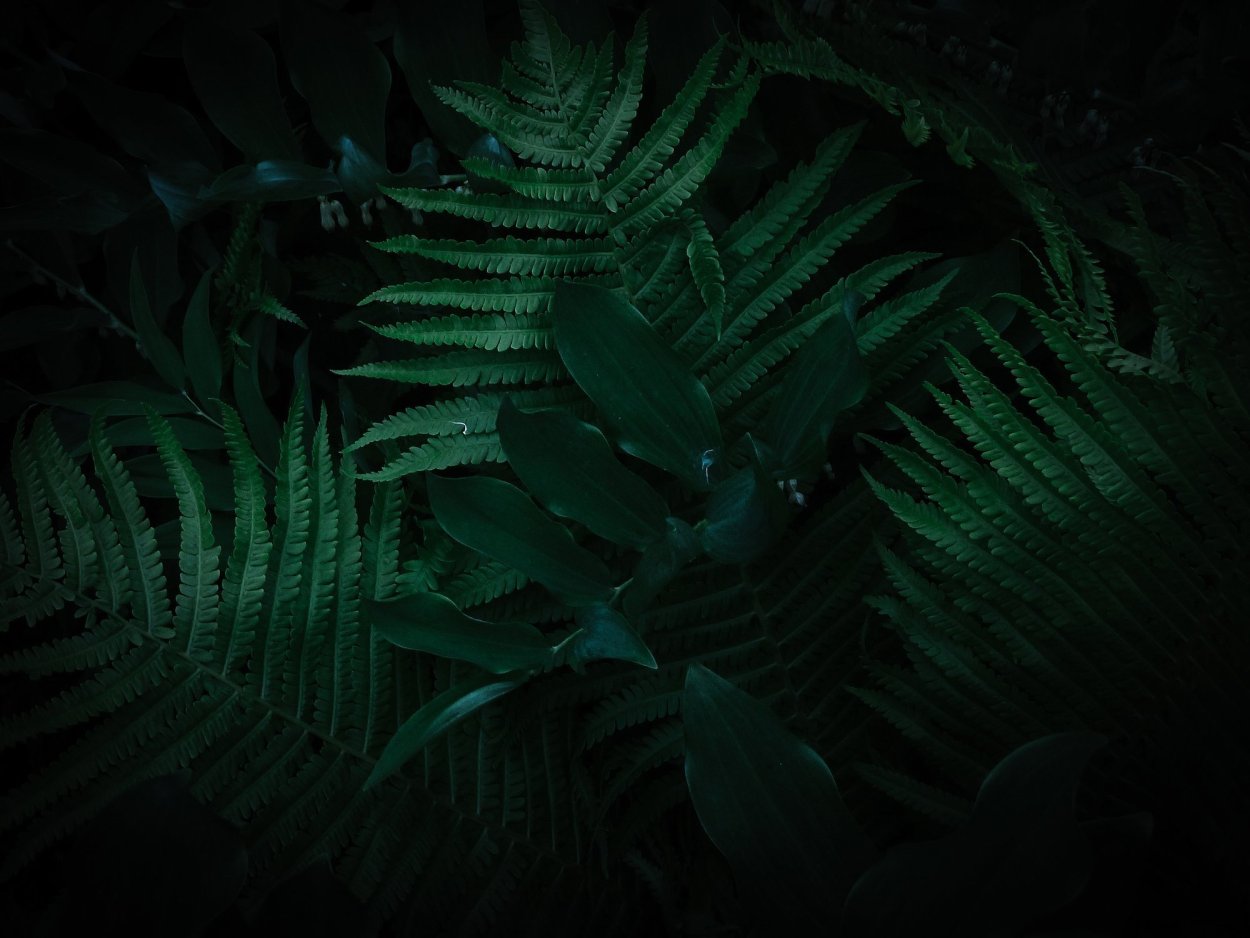 Aesthetic папоротник