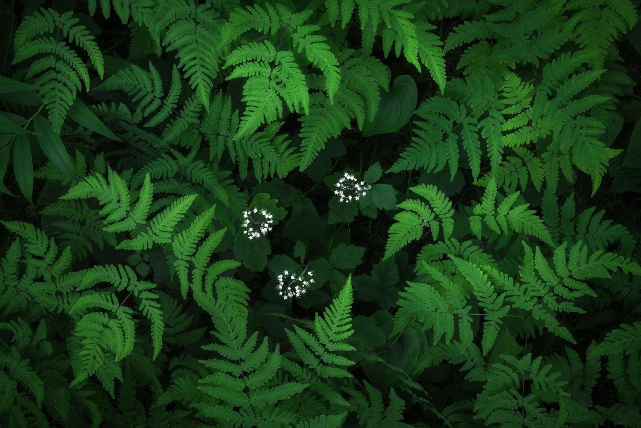 Ламария папоротник