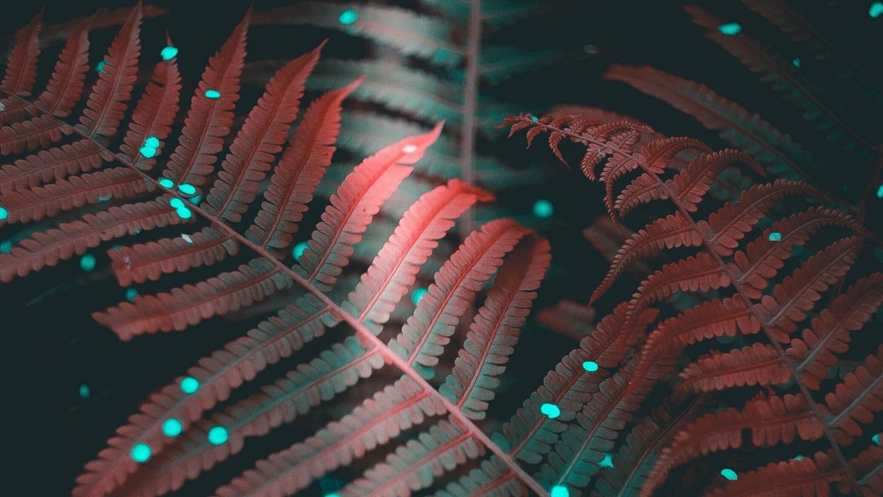 Розовый папоротник