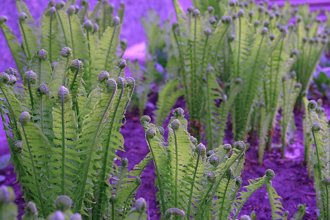 Папоротник Блехнум Ориентал Шри Ланка