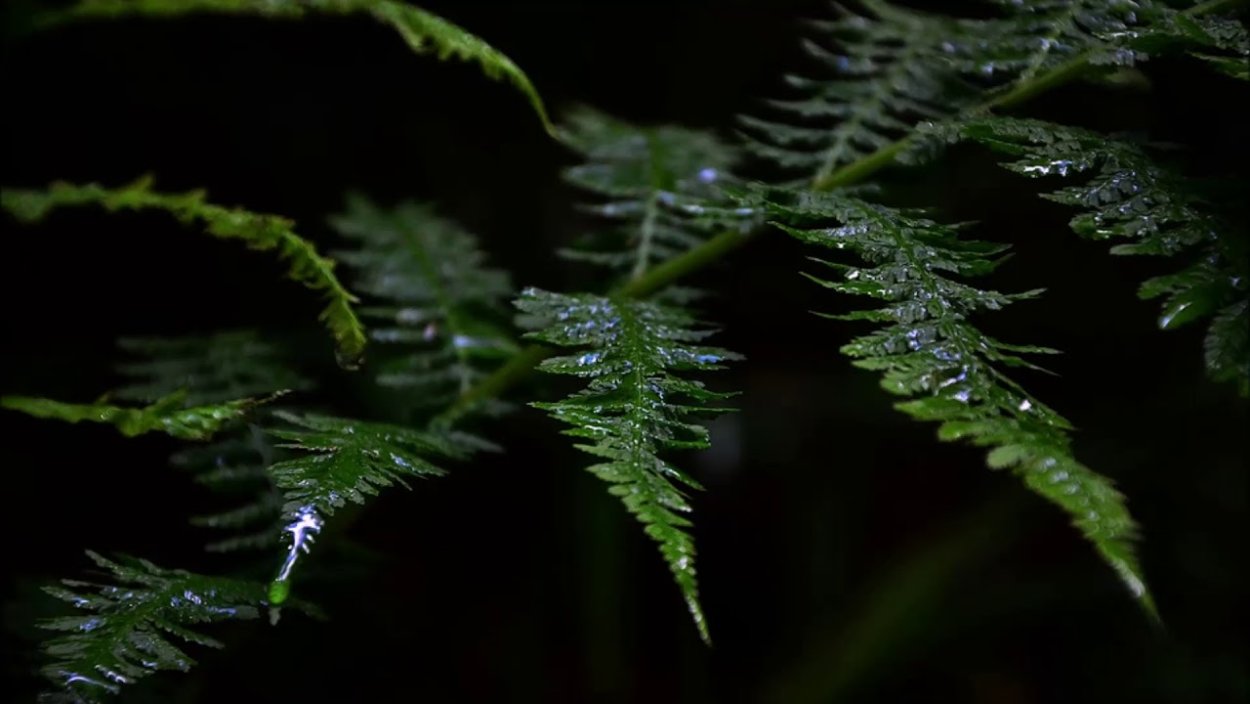 Папоротник абстракция