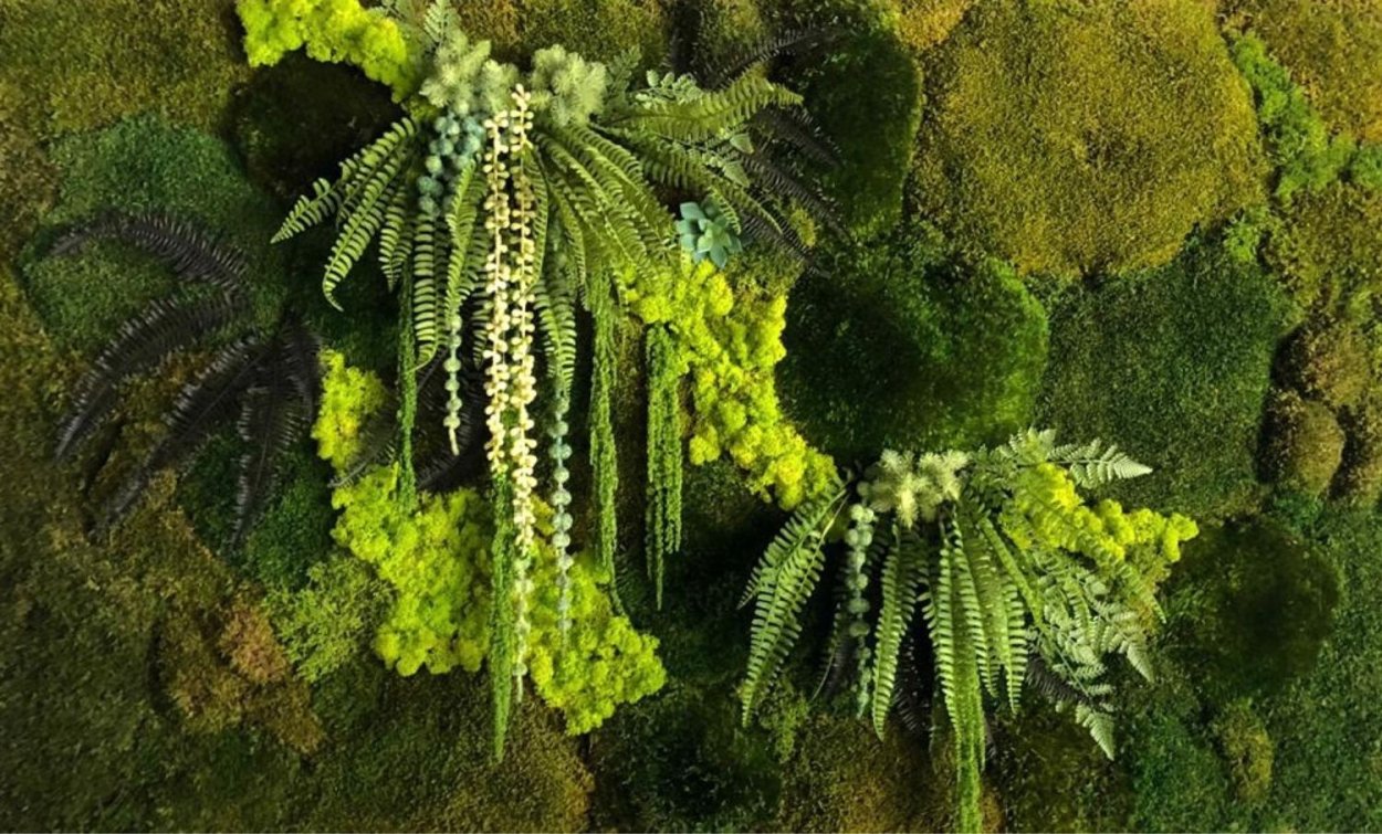 Папоротник цветет или нет