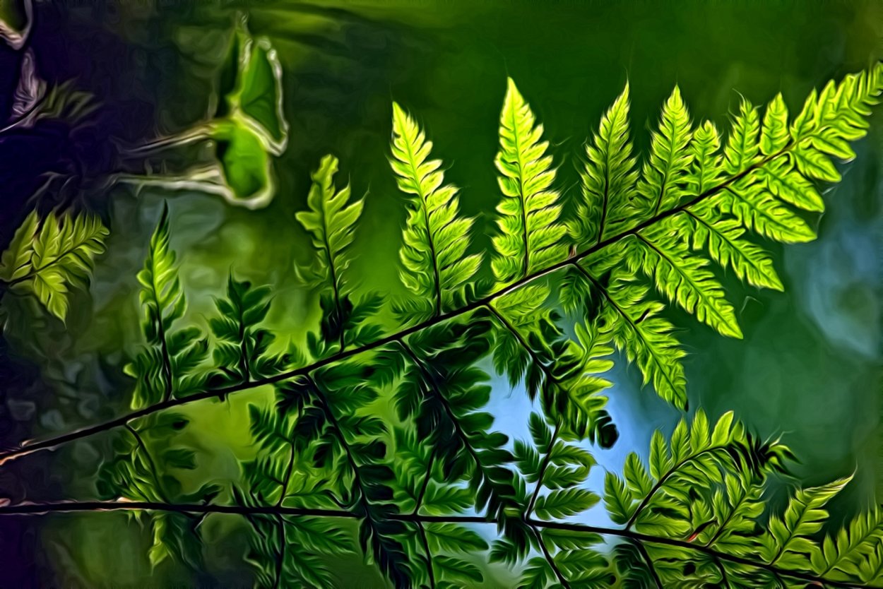 Цветение папоротника орляка