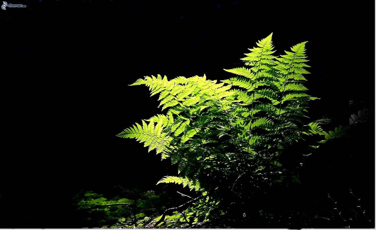 Папоротник Форклифт