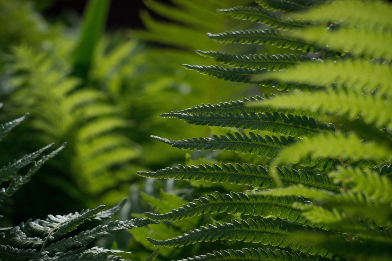 Папоротник цветет на Ивана Купала