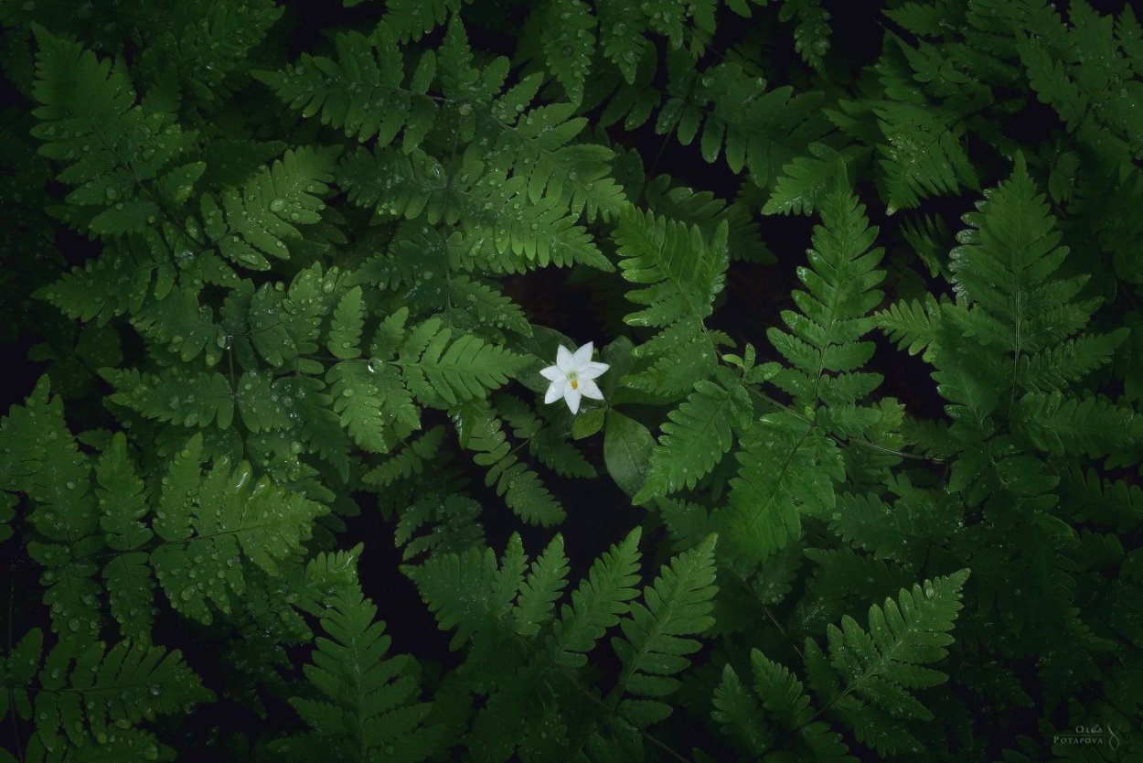 Темно зеленые листья папоротник