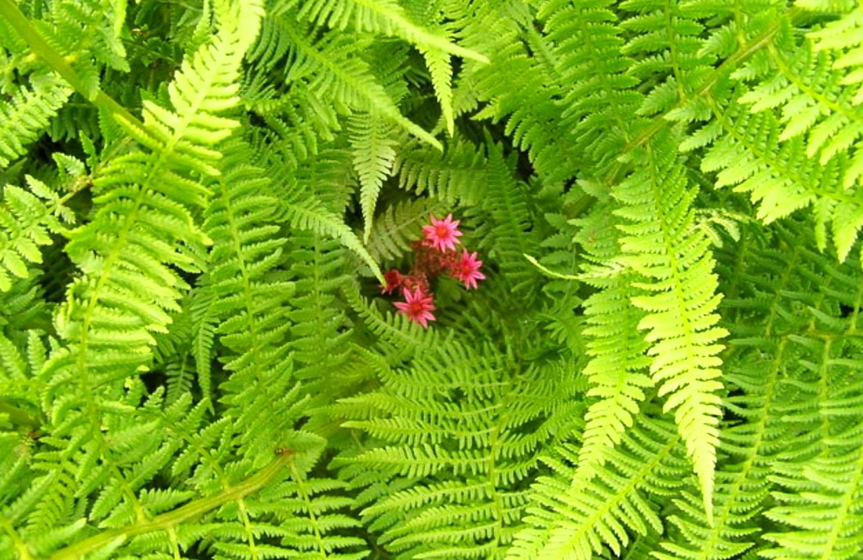 Папоротник цветет