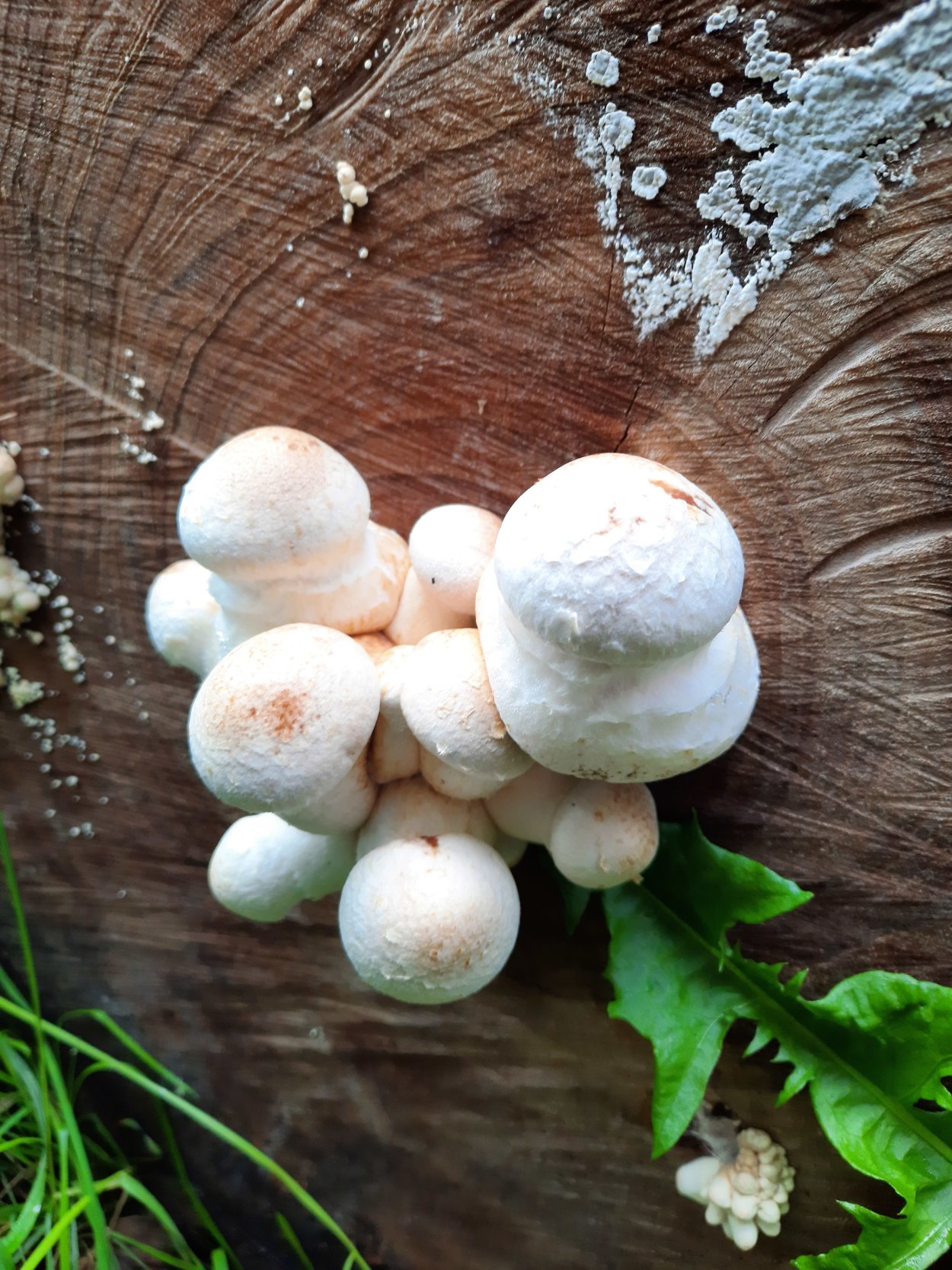 Вешенка дубовая Pleurotus dryinus
