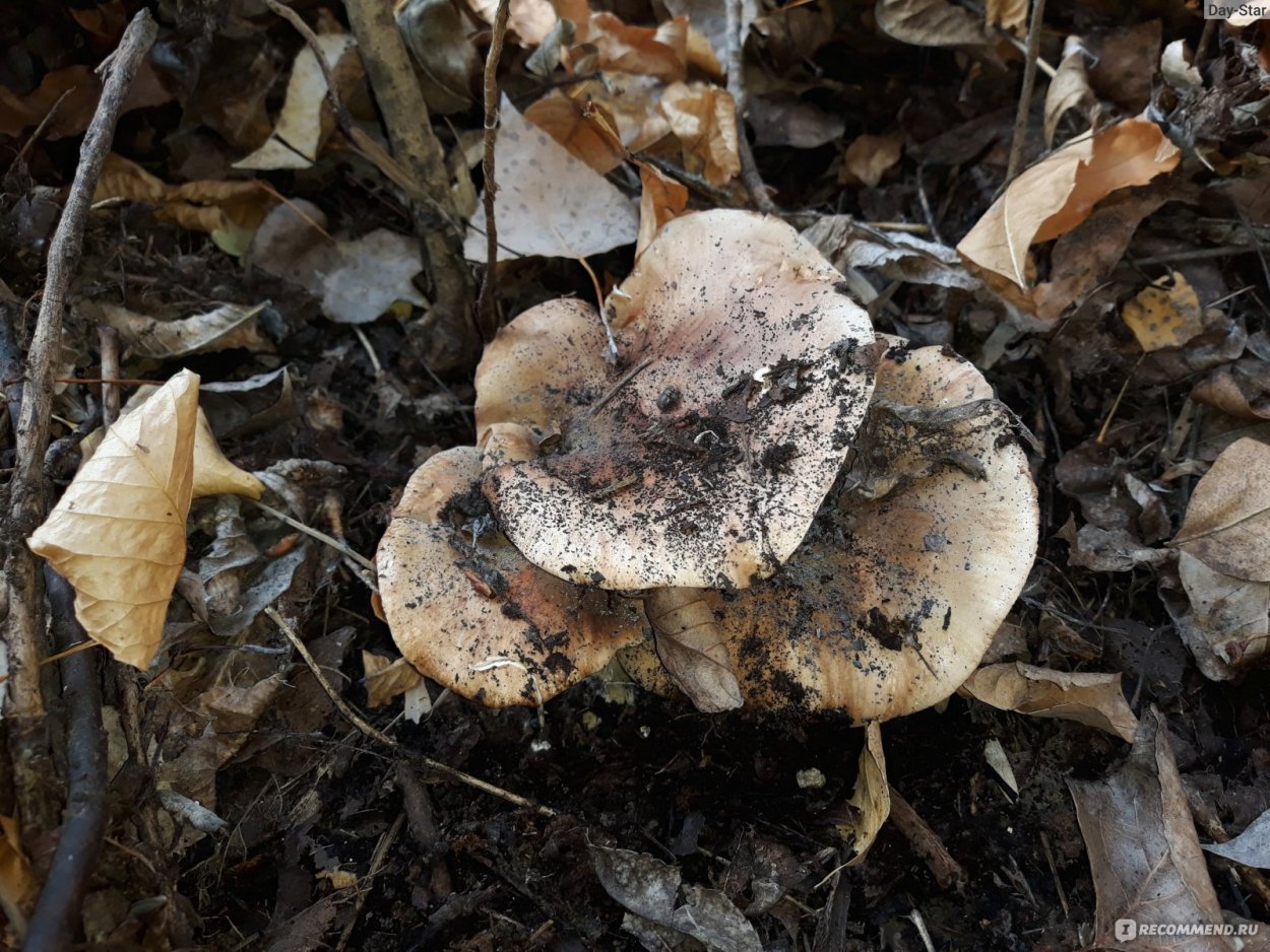 Рядовка Тополевая Tricholoma populinum