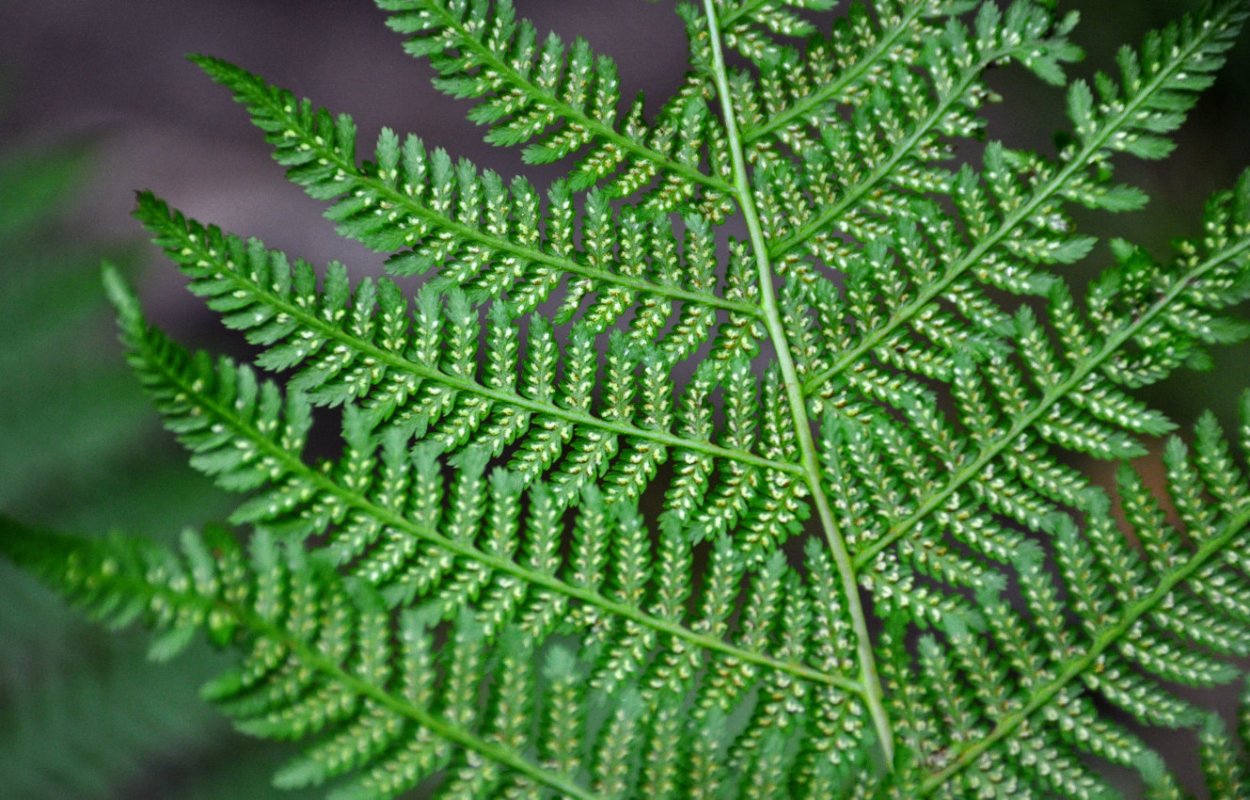 Кочедыжник женский (Athyrium filix-Femina)