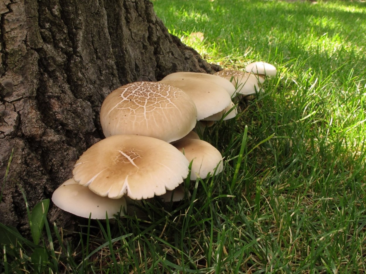 Trametes trogii