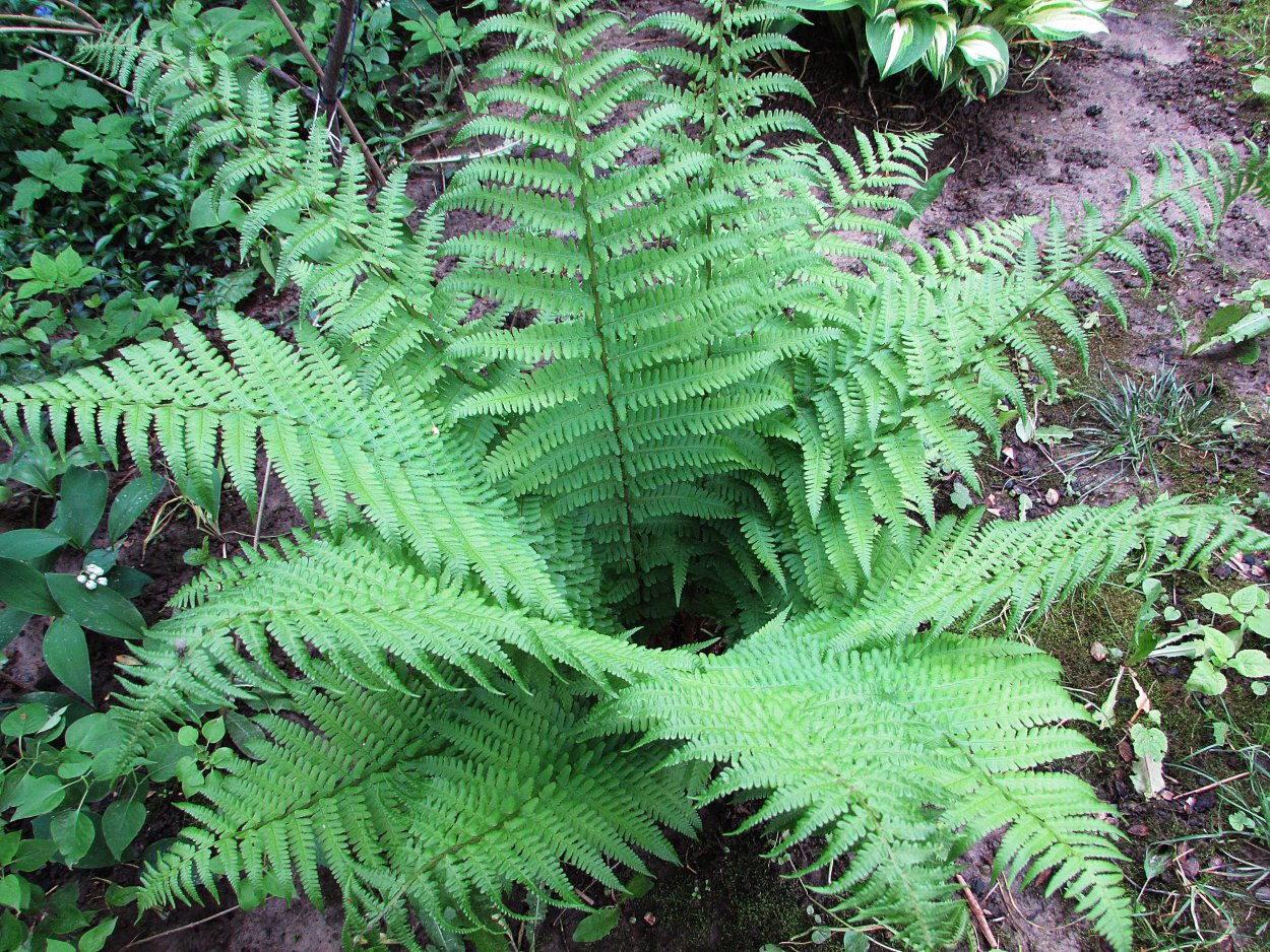 Папоротник Athyrium