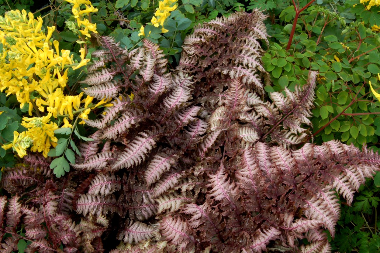 Athyrium niponicum Burgundy Lace