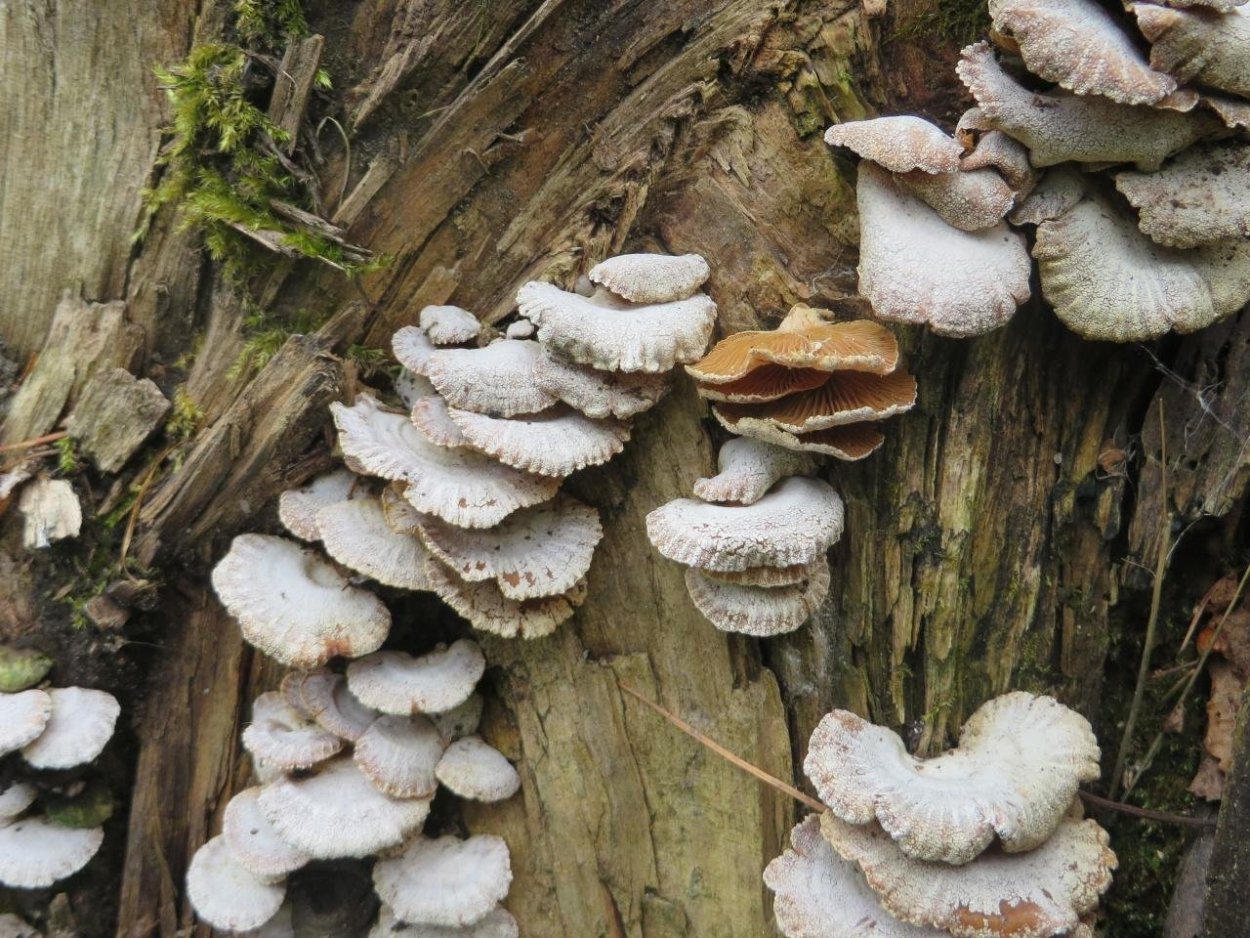 Вешенка осенняя - Pleurotus salignus