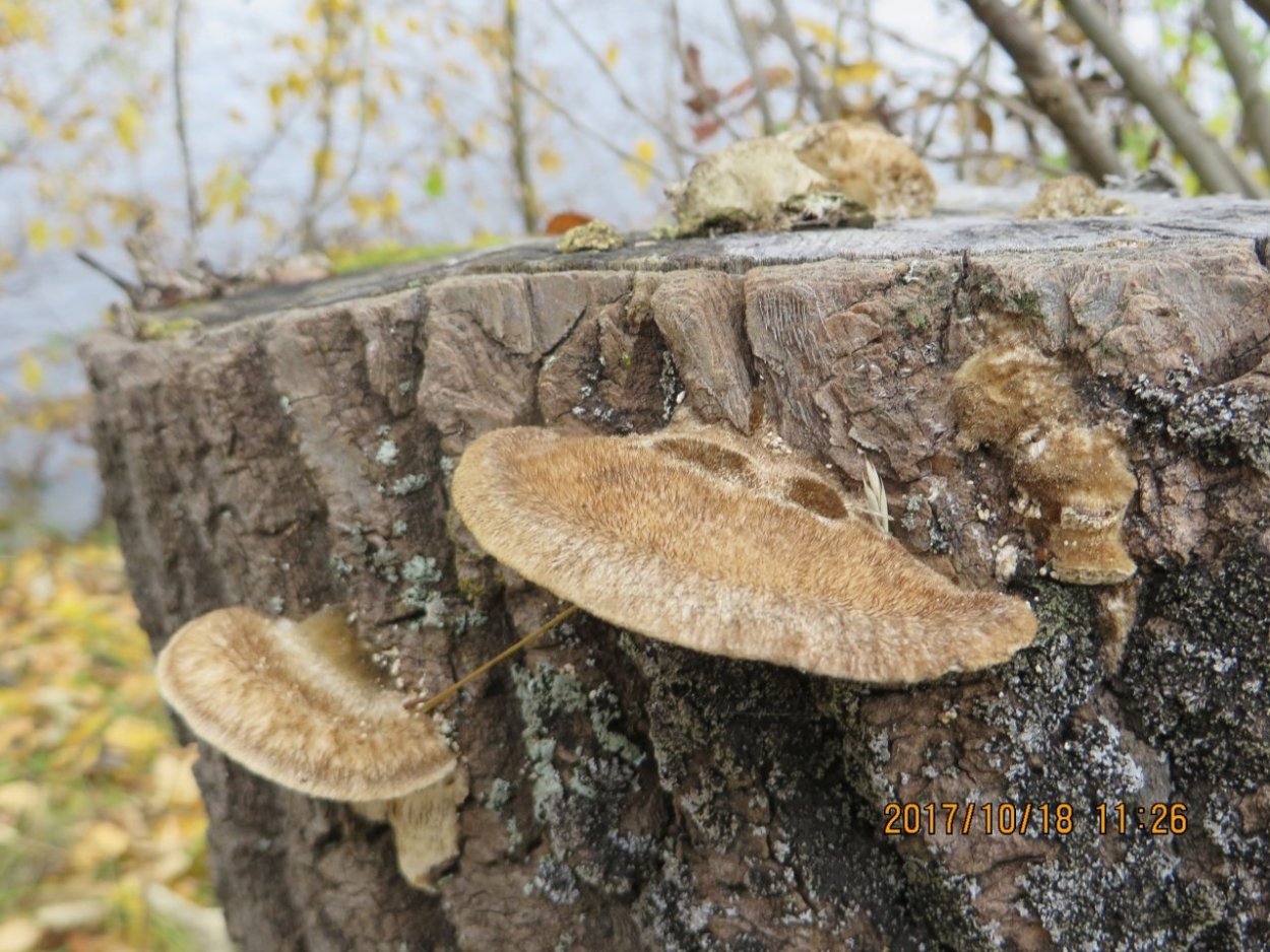 Рядовка Тополевая Tricholoma populinum