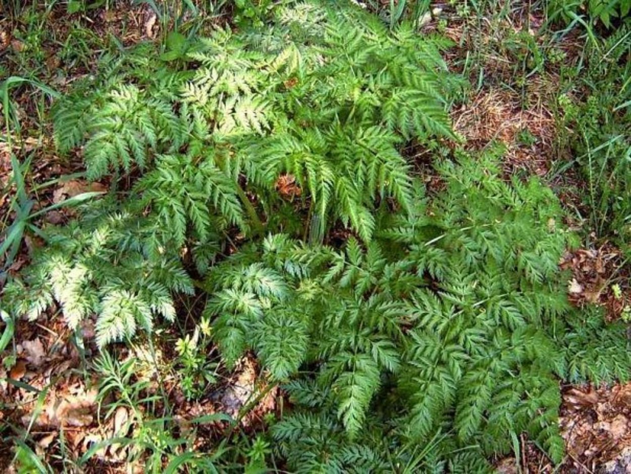 Купырь морковник ядовитый