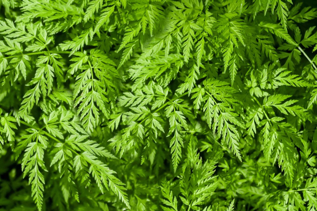 Кервель ажурный