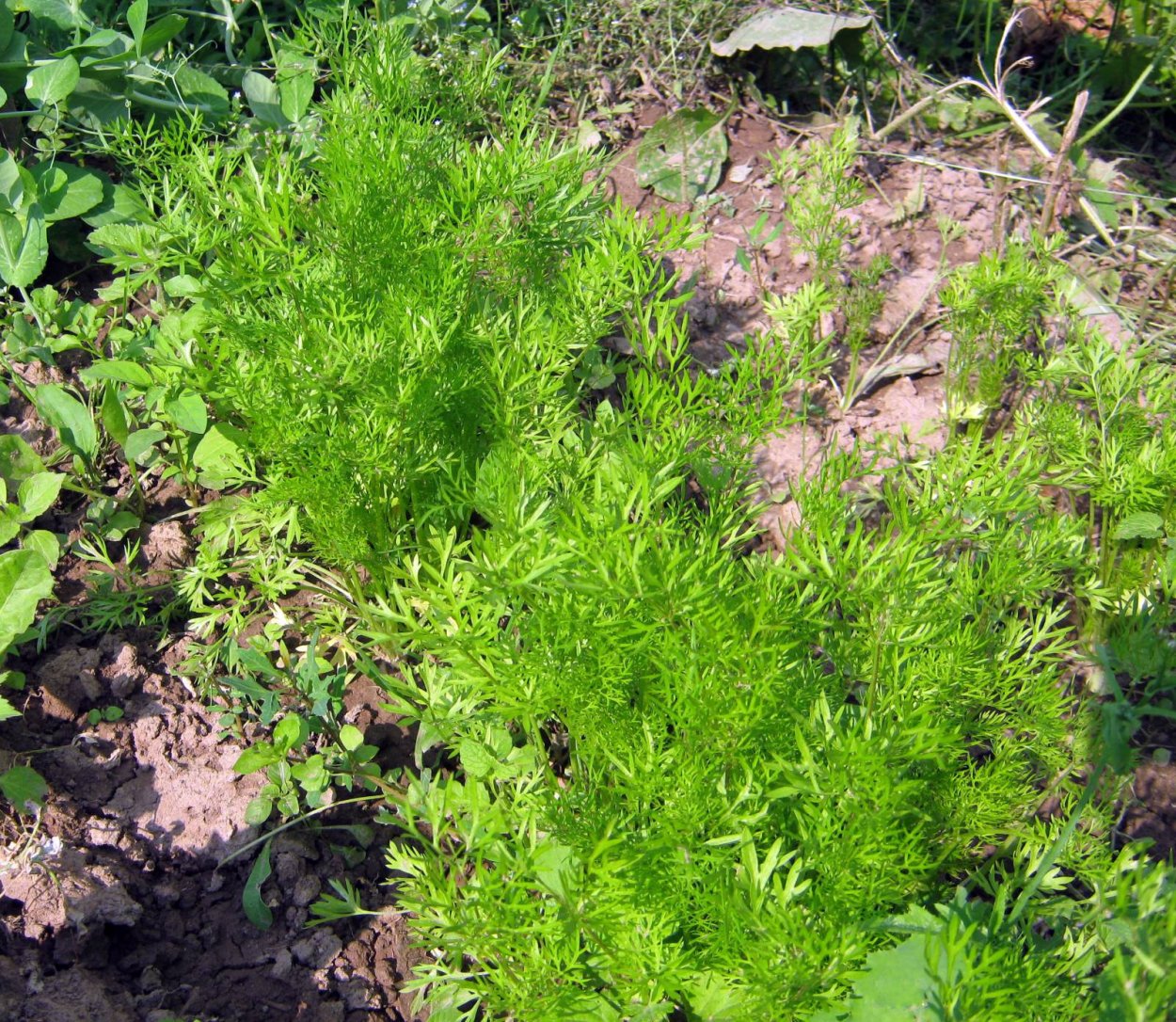 Кервель Измайловский Семко