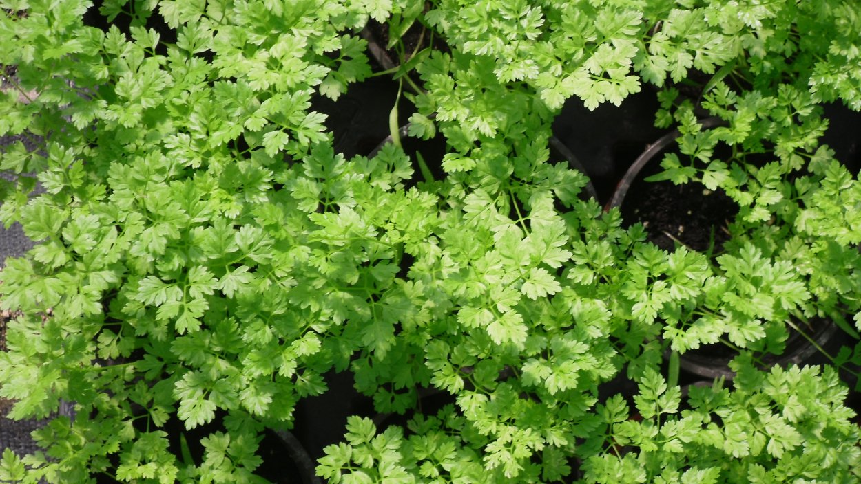 Кервель ажурный ( Anthriscus cerefolium)