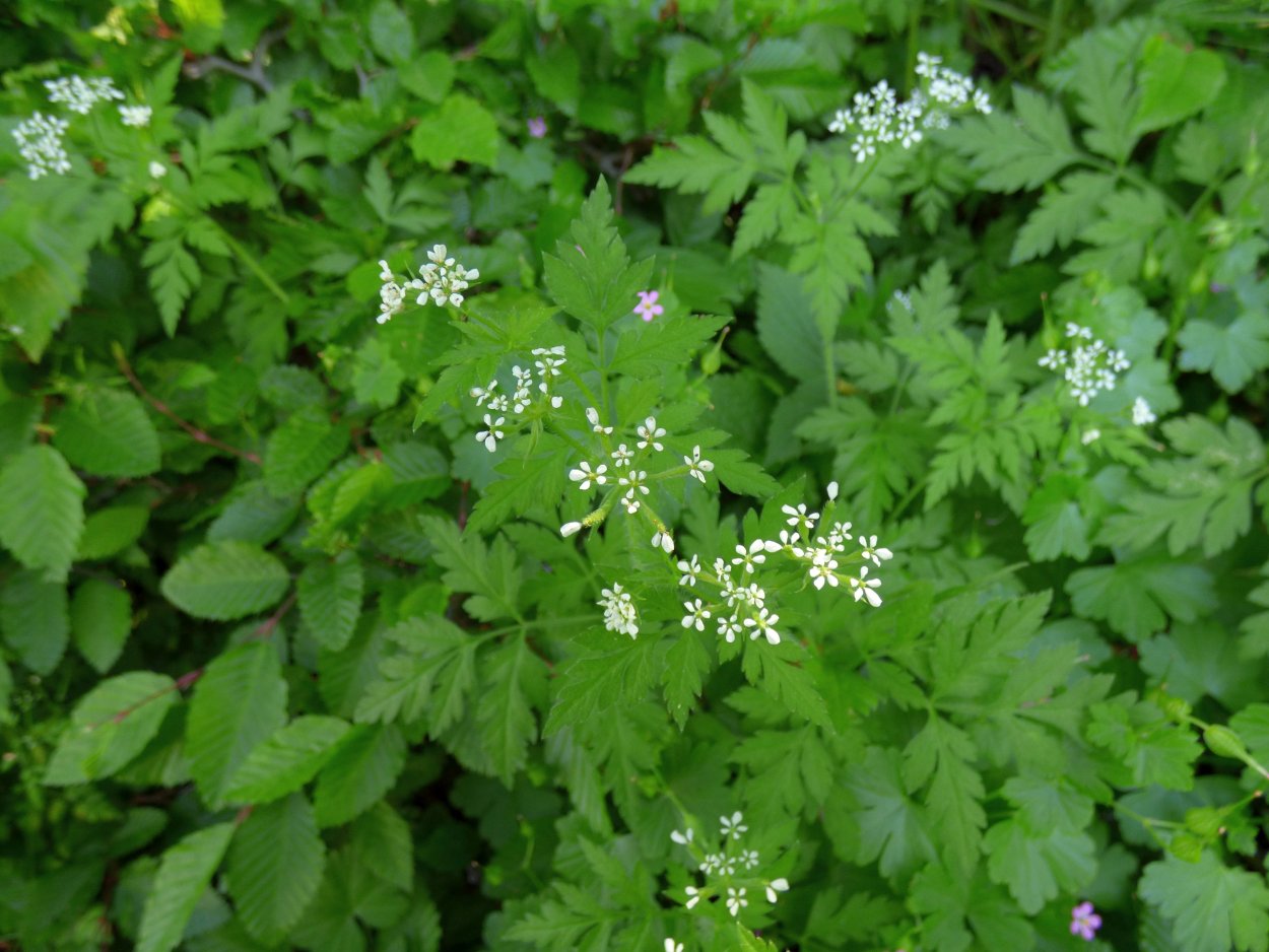 Кервель ажурный ( Anthriscus cerefolium)